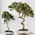 Bonsai Ginseng & Olive Set 3D model small image 6