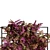 Loropetalum Spalliera Climber 3D Plant 3D model small image 2