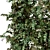 Loropetalum Spalliera Climber 3D Plant 3D model small image 5