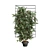 Loropetalum Spalliera Climber 3D Plant 3D model small image 6