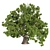 Premium Texture Sclerocarya Birrea Plant 3D model small image 4