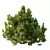 Modern Cypress Bush 3D Model 3D model small image 4