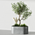 Elegant Indoor Olive Tree Set 3D model small image 1