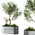 Elegant Indoor Olive Tree Set 3D model small image 2