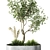 Elegant Indoor Olive Tree Set 3D model small image 4