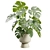 Tropical Monstera Deliciosa Beige Planter 3D model small image 1