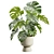 Tropical Monstera Deliciosa Beige Planter 3D model small image 4