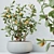 5 Indoor Plant 3D Models 3D model small image 3