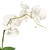 Indoor Orchid Plant in Pot 3D model small image 1