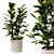 Ficus Potted Indoor Plant 28 3D model small image 1