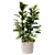 Ficus Potted Indoor Plant 28 3D model small image 2