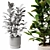 Ficus Potted Indoor Plant 28 3D model small image 3