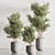 Green Haven Indoor Plant Set 3D model small image 2