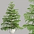 Evergreen Norfolk Pine Vol 33 3D model small image 1