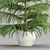 Evergreen Norfolk Pine Vol 33 3D model small image 4