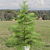 Evergreen Norfolk Pine Vol 33 3D model small image 6