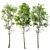 Spring Fagus Sylvatica Trees Collection 3D model small image 1