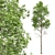 Spring Fagus Sylvatica Trees Collection 3D model small image 2