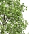 Spring Fagus Sylvatica Trees Collection 3D model small image 5