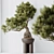  Bonsai Pine Thunbergii Set 3D model small image 5