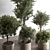 771 Tree in Pot Green Oasis 3D model small image 2