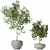 Indoor Plant Set 3D Models 3D model small image 2