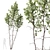 Betula Pendula 3D Tree Bundle 3D model small image 4