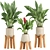 High-Quality Indoor Plant Set 3D model small image 1