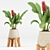 High-Quality Indoor Plant Set 3D model small image 4