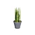 Snake Plant 3D Model .hex 3D model small image 3