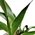 Snake Plant 3D Model .hex 3D model small image 6