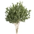 Premium Eucalyptus Lehmannii Tree Model 3D model small image 3