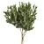 Premium Eucalyptus Lehmannii Tree Model 3D model small image 4