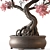 Bonsai Set Indoor Plant 3D model small image 4