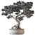Bonsai Set Indoor Plant 3D model small image 5
