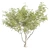 Premium Eucalyptus Camaldulensis Tree 3D model small image 6