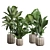 Exotic Indoor Plants Collection 74 3D model small image 1