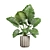 Exotic Indoor Plants Collection 74 3D model small image 5