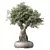 Zen Bonsai Indoor Plant Set 3D model small image 1