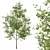 European Ash Tree Premium 3D Model 3D model small image 2