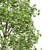 Spring Trees 3D Model Collection 3D model small image 2