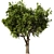 Elegant Olive Tree Set22 Model 3D model small image 1