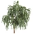 Eucalyptus Caesia Tree Model 3D model small image 3