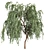 Eucalyptus Caesia Tree Model 3D model small image 4