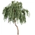 Eucalyptus Caesia Tree Model 3D model small image 5