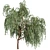 Eucalyptus Caesia Tree Model 3D model small image 6