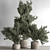 Houseplant 789: Bush in Planter 3D model small image 1