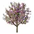 Tibouchina Glory Tree Beauty 3D model small image 5