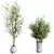 Mediterranean Joyplants Olive Tree Set 3D model small image 3