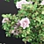 Vol 74 Rose Bush Collection 3D model small image 5